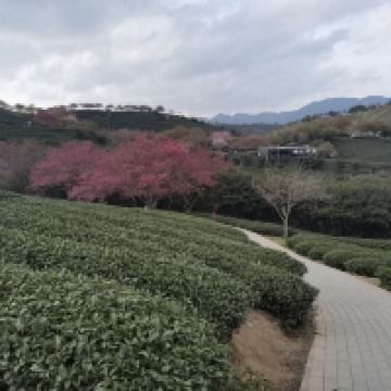 評論圖片 1