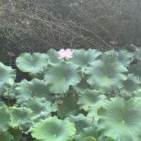 評論圖片 1