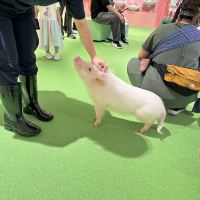 評論圖片 1