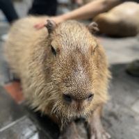 評論圖片 2