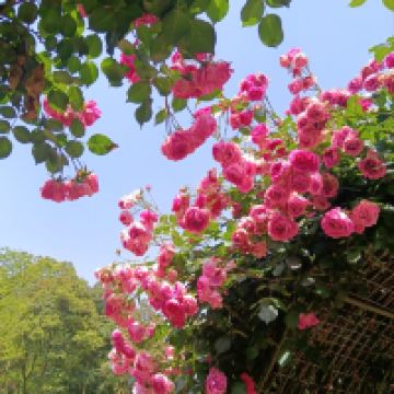 評論圖片 1