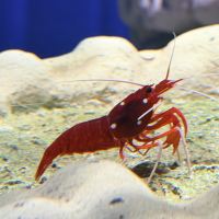 評論圖片 8