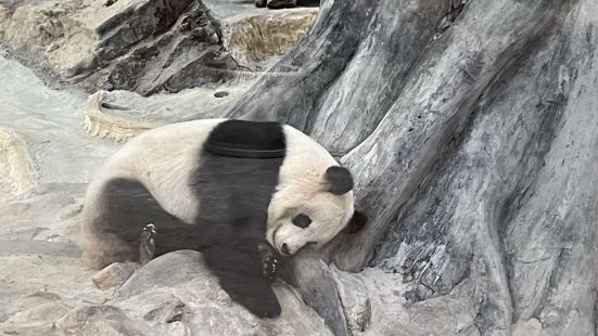 春节期间游玩，适合亲子，景区比较大，建议乘坐电瓶车游览，20