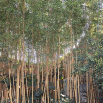 評論圖片 9