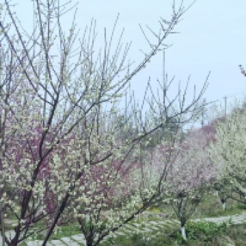 評論圖片 7