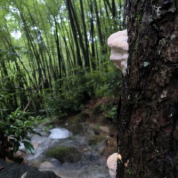 評論圖片 4