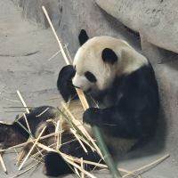 評論圖片 1
