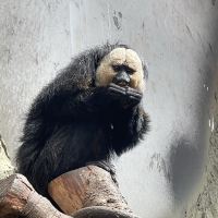 評論圖片 1