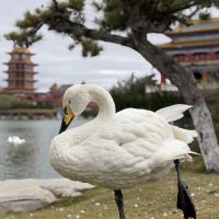 評論圖片 8