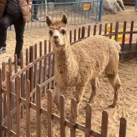 評論圖片 8