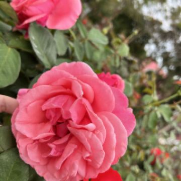 評論圖片 9