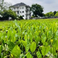 評論圖片 1