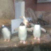 評論圖片 1