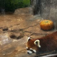 評論圖片 3