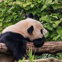 評論圖片 1