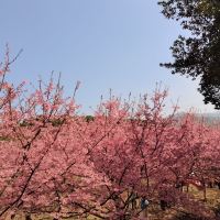 評論圖片 1