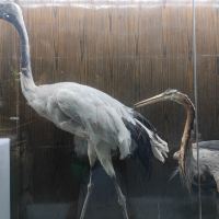 評論圖片 7