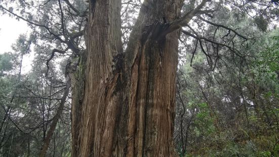 翠云廊景区景色优美，古柏郁郁葱葱，空气新鲜，历史气息浓厚，让