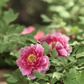 評論圖片 6