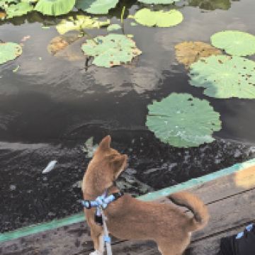 評論圖片 1