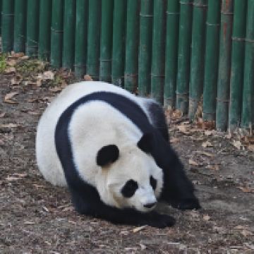 評論圖片 4