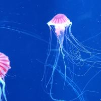 評論圖片 7