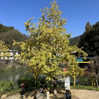 評論圖片 5