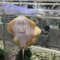 評論圖片 1
