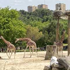 Zoo Aquarium de Madrid