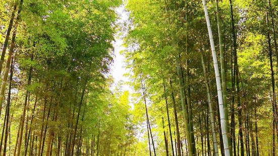 女神节去的南山竹海，女士票价只要3块8，太值了。整个景区都是