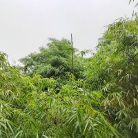 評論圖片 2