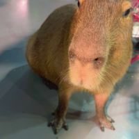 評論圖片 2