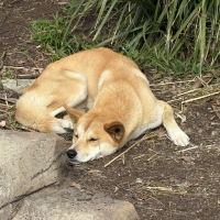 評論圖片 6