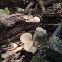評論圖片 4