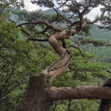 評論圖片 5