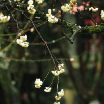 評論圖片 6