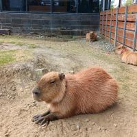 評論圖片 2