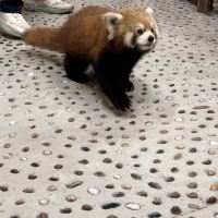 評論圖片 6