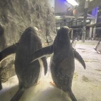 評論圖片 2
