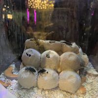 評論圖片 2