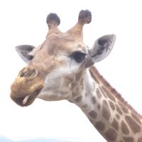 評論圖片 4