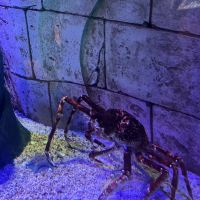 評論圖片 7
