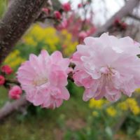 評論圖片 4