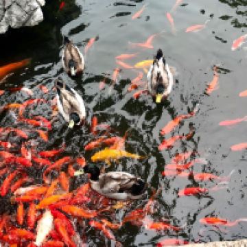 評論圖片 4