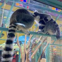 評論圖片 1