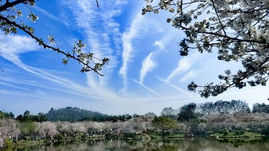 武汉东湖樱花园位于武汉市东湖风景区内，是国内著名的樱花观赏胜