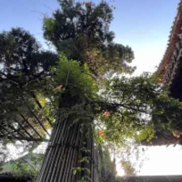 評論圖片 6