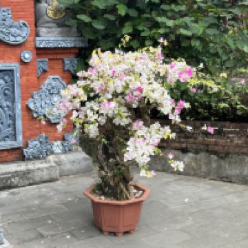 評論圖片 4