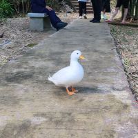 評論圖片 4