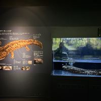 評論圖片 1